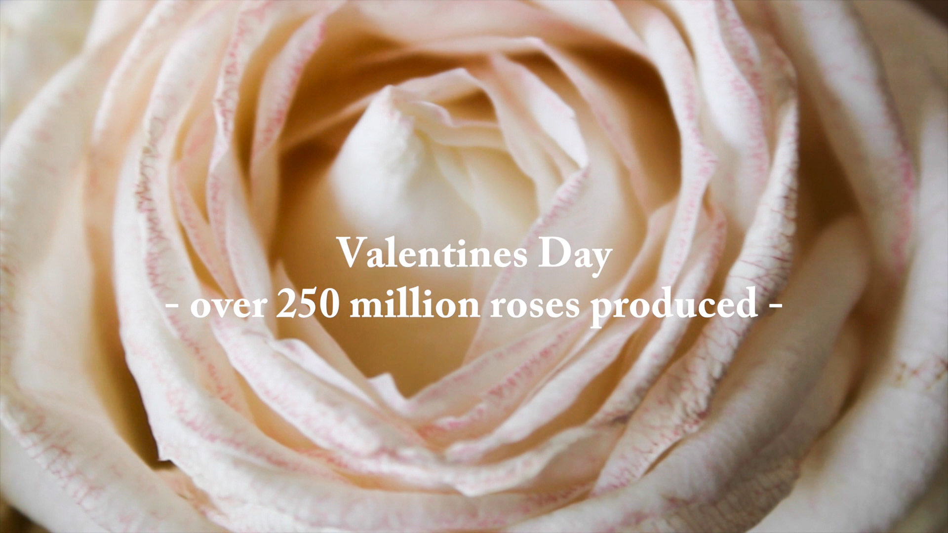 Shades of Rose