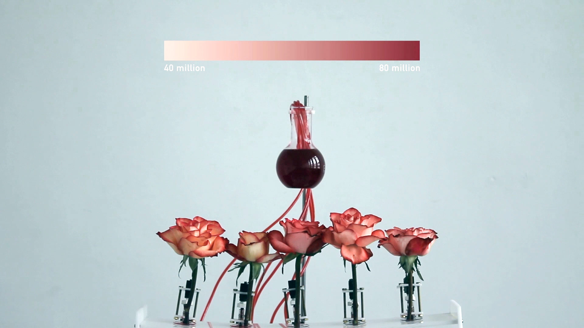 Shades of Rose