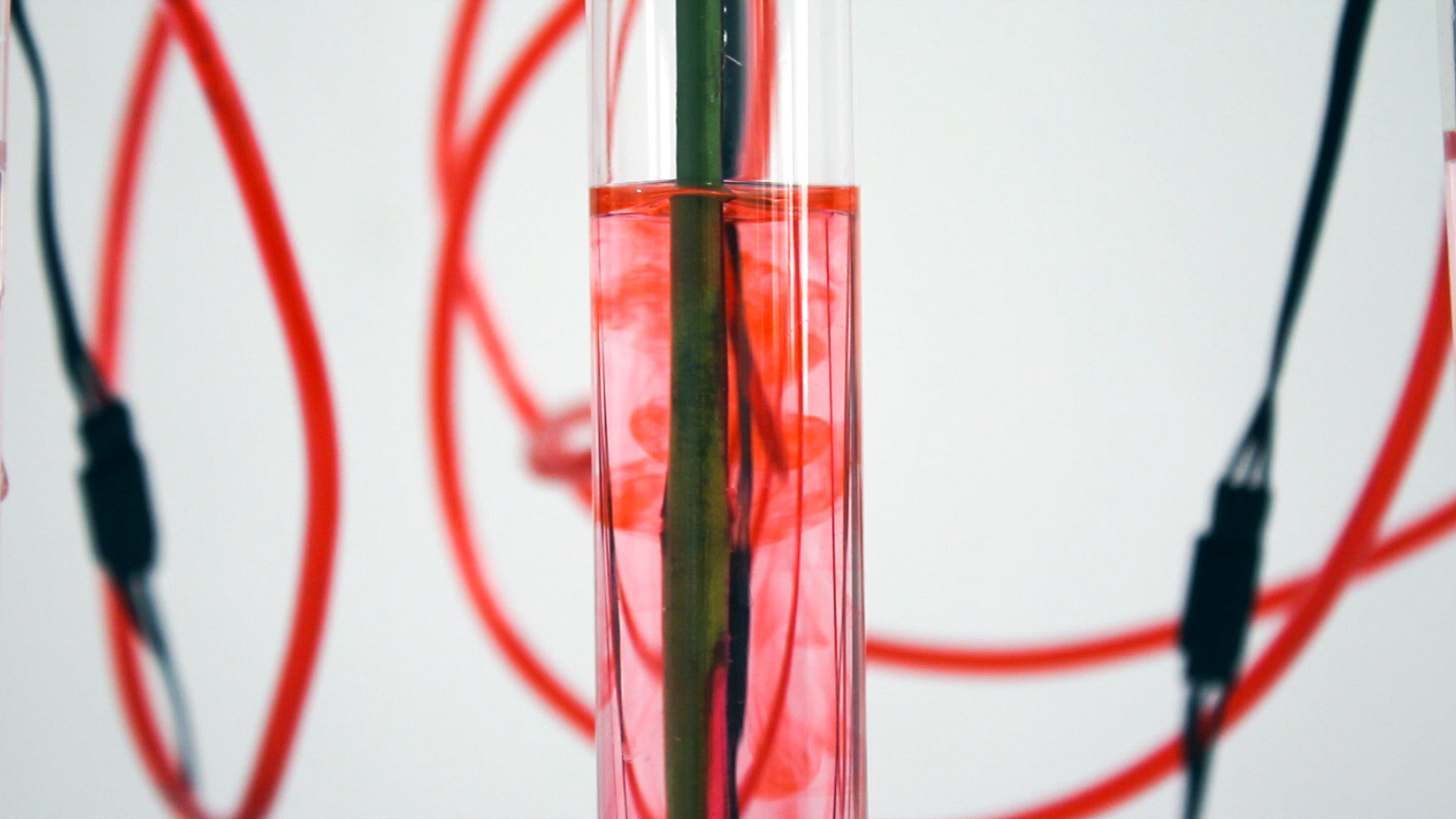 Shades of Rose
