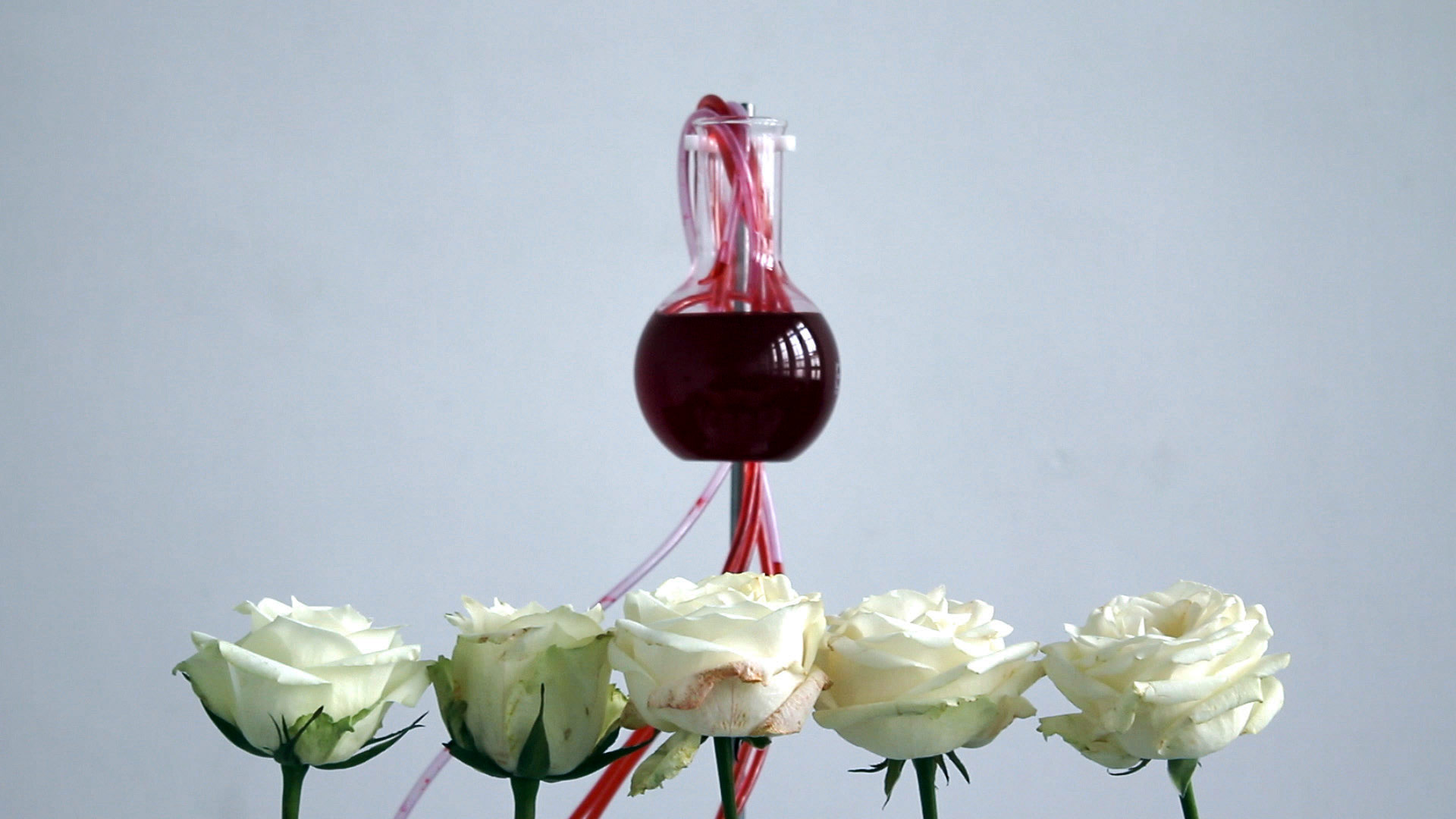 Shades of Rose