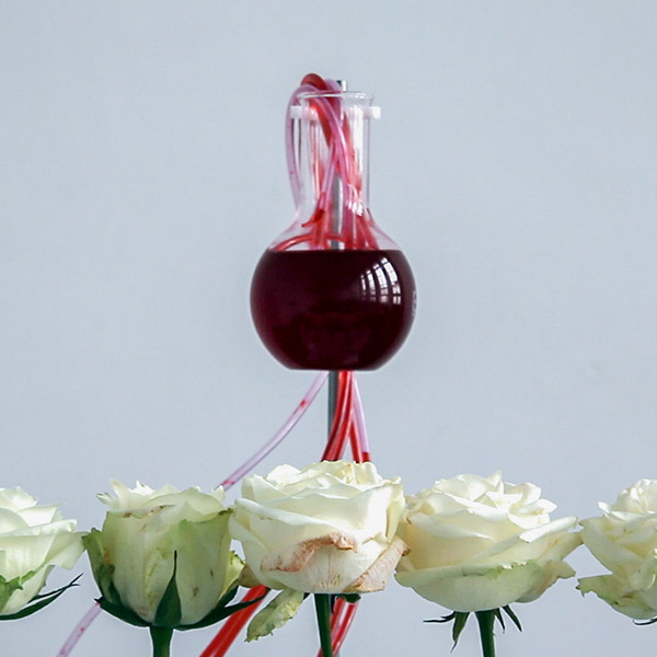 Shades Of Rose